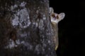 Grey mouse lemur, Microcebus murinus, Kirindy Forest, endemic animal in Madagascar. Night lemur on the tree, dark black forest. Royalty Free Stock Photo