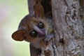 Grey mouse lemur - Microcebus murinus, portrait, Madagascar nature