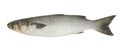 Grey mullet