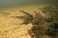 Grey Mullet Feeding - Wakulla Springs Royalty Free Stock Photo