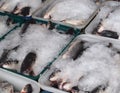 Grey Mullet Fish Packed in Ice