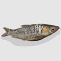 Grey mullet fish realistic hand drawn vector and illustrations white background Royalty Free Stock Photo