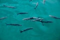 Grey mullet fishes in marina at Mediterranean