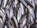 Grey mullet fishs. Royalty Free Stock Photo