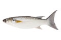 Grey Mullet or flathead mullet fish (Mugil cephalus) isolated on Royalty Free Stock Photo