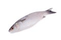 Grey Mullet or flathead mullet fish (Mugil cephalus) on