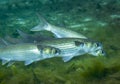 Grey Mullet Foraging - Fanning Springs Royalty Free Stock Photo