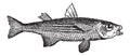 Grey Mullet or Mugilidae, vintage engraving