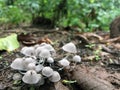 Grey mushroom in forest. pattern