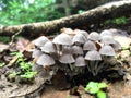 Grey mushroom in forest. pattern