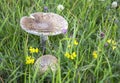 Grey mushroom in green grass ready to be harvested.