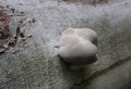 A grey mushroom