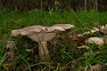 Clouded agarics growing in grass Royalty Free Stock Photo