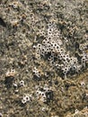 Grey natural stone texture photo background. Royalty Free Stock Photo