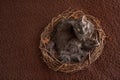 Grey Nebelung Cat in Nest
