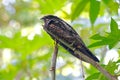 Grey Nightjar Caprimulgus jotaka Beautiful Birds of Thailand Royalty Free Stock Photo