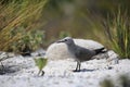 Grey Noddy sitting on a beach