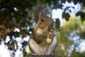 Grey North american squirrel eating nuts