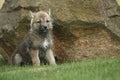 A grey Northwestern wolf Canis lupus occidentalis also called timber wolf sitting before a rock