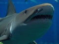 Grey nurse shark close up,generative ai