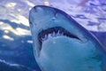 Grey Nurse shark Royalty Free Stock Photo