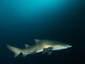grey nurse shark in dark blue Royalty Free Stock Photo
