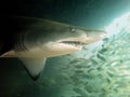 Grey nurse shark Royalty Free Stock Photo