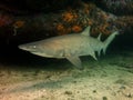 Grey nurse shark Royalty Free Stock Photo