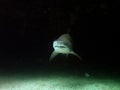 Grey nurse shark Royalty Free Stock Photo