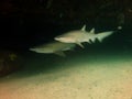 Grey nurse sharks Royalty Free Stock Photo