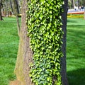 Grey old ivy bark texture detail, background bark texture close up Royalty Free Stock Photo