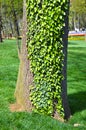 Grey old ivy bark texture detail, background bark texture close up Royalty Free Stock Photo