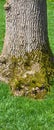 Grey old moss bark texture detail, background bark texture close up