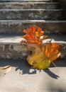 Grey old stairs with beautiful dry teak leaf on floor with amazing shadow, poetic scene and artistic background Royalty Free Stock Photo