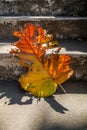 Grey old stairs with beautiful dry teak leaf on floor with amazing shadow, poetic scene and artistic background Royalty Free Stock Photo