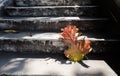 Grey old stairs with beautiful dry teak leaf on floor with amazing shadow, poetic scene and artistic background