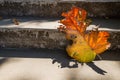 Grey old stairs with beautiful dry teak leaf on floor with amazing shadow, poetic scene and artistic background Royalty Free Stock Photo