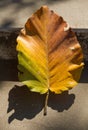 Grey old stairs with beautiful dry teak leaf on floor with amazing shadow, poetic scene and artistic background