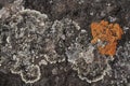Grey and orange lichen