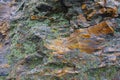 Gray and orange stone covered with lichen Royalty Free Stock Photo