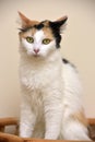 Grey, orange and white female cat Royalty Free Stock Photo