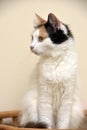 Grey, orange and white female cat Royalty Free Stock Photo