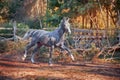 The grey Orlov Trotter horse