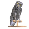 Grey Owl Bird Royalty Free Stock Photo