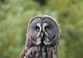 Grey Owl. Royalty Free Stock Photo