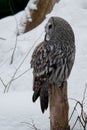 Grey owl is sitting on the stub and is looking back Royalty Free Stock Photo