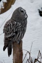 Grey owl is sitting on the stub and is looking up Royalty Free Stock Photo