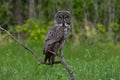 Grey Owl staring Royalty Free Stock Photo