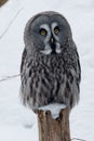Grey owl on the stub Royalty Free Stock Photo
