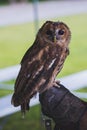 Grey owl wisdom symbol. Owl cocking his head Royalty Free Stock Photo